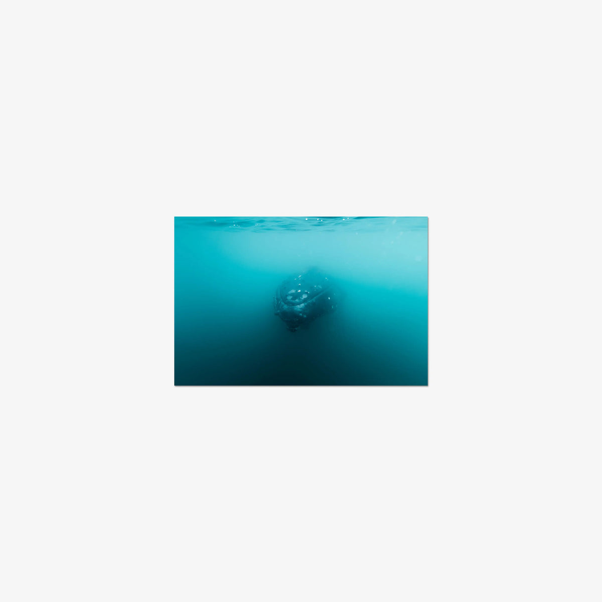 Humpback — mini / print / n/a
