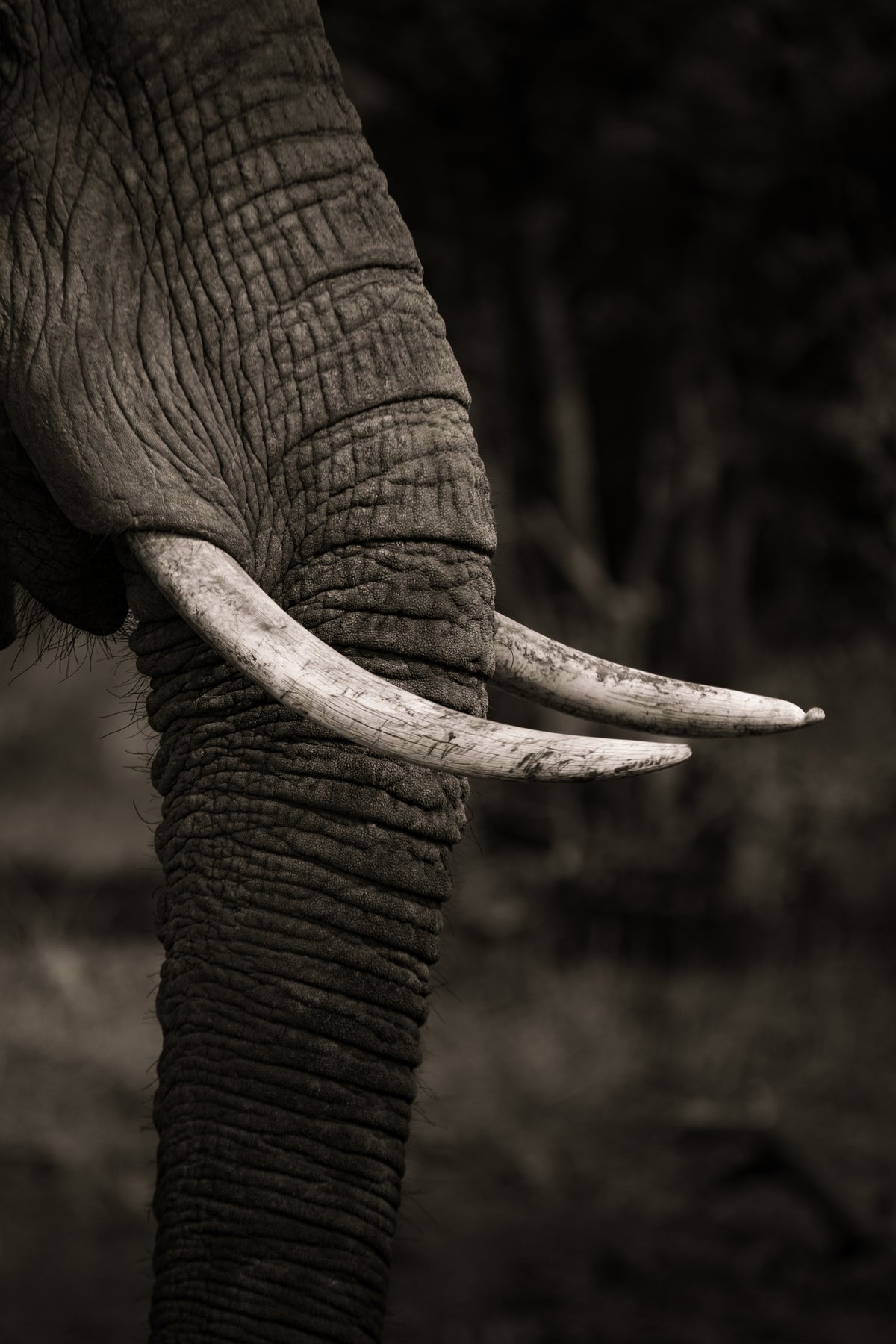Ivory