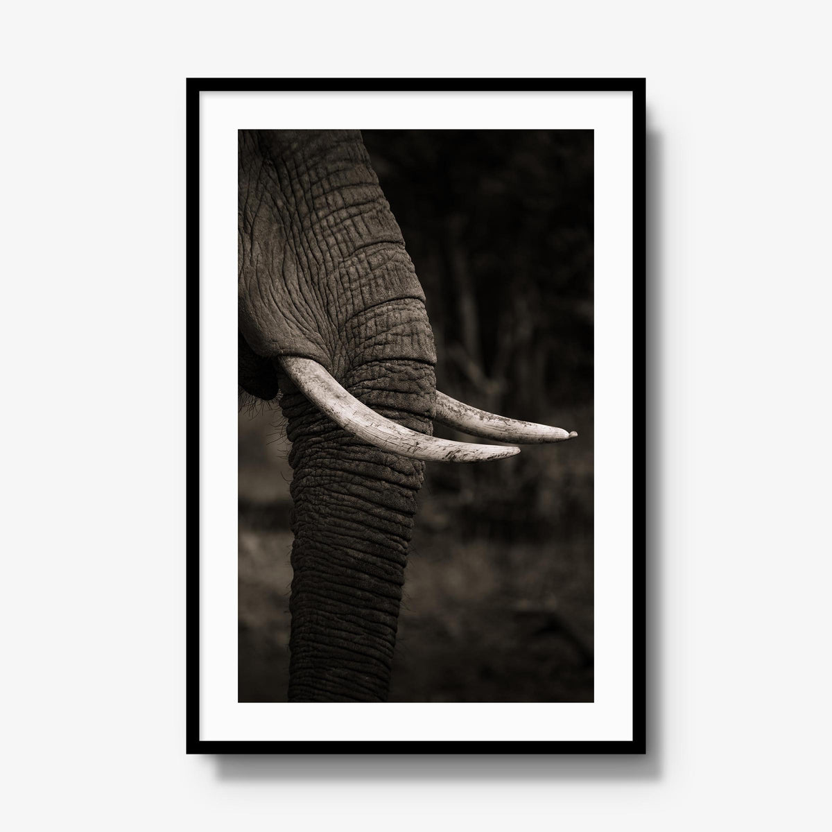 Ivory