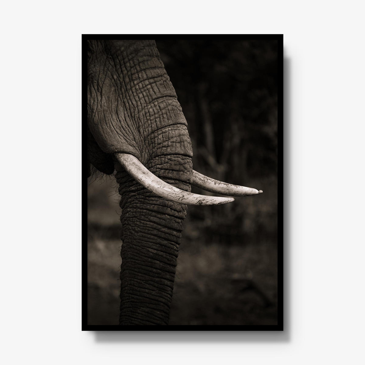 Ivory