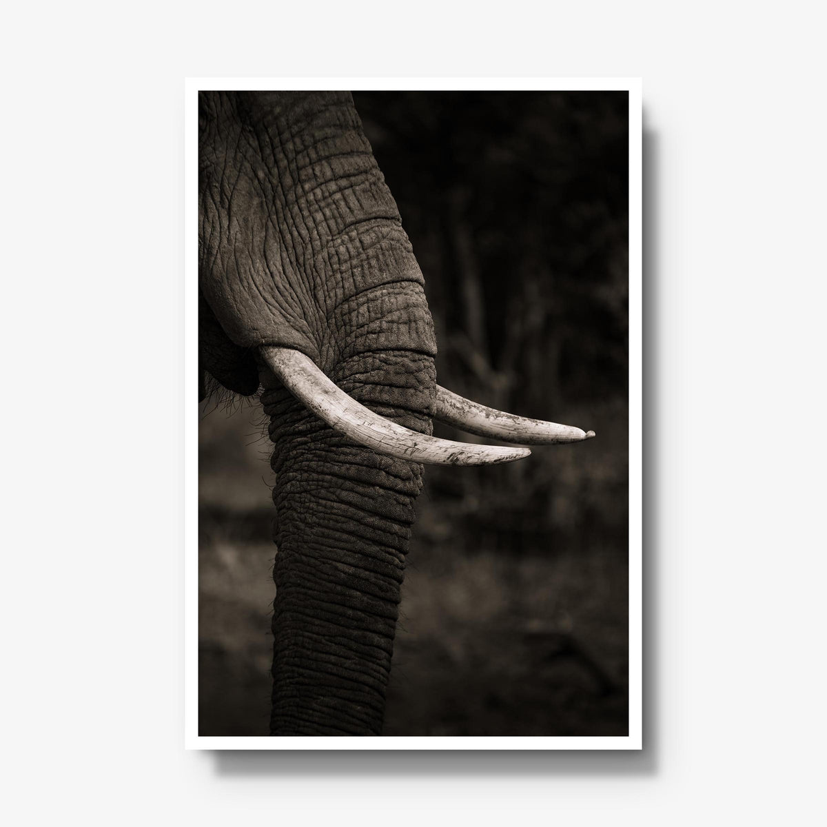 Ivory