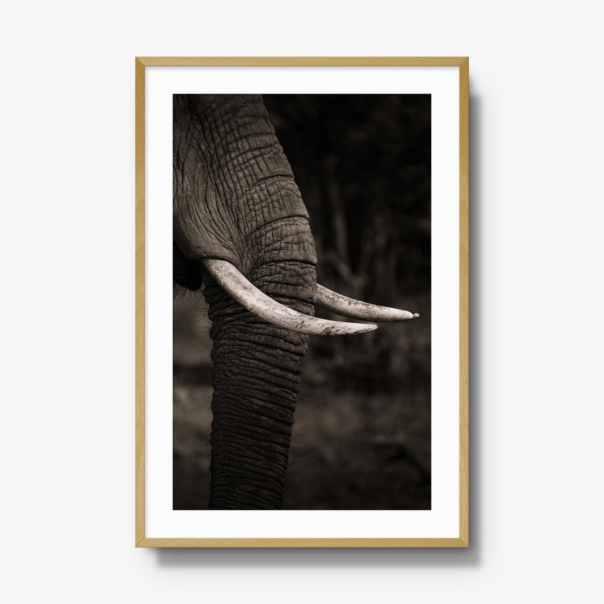 Ivory