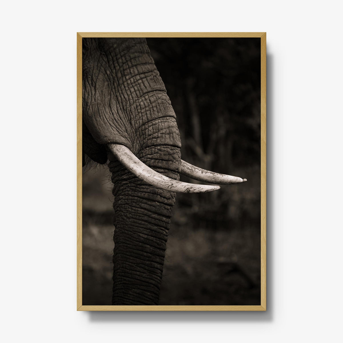 Ivory