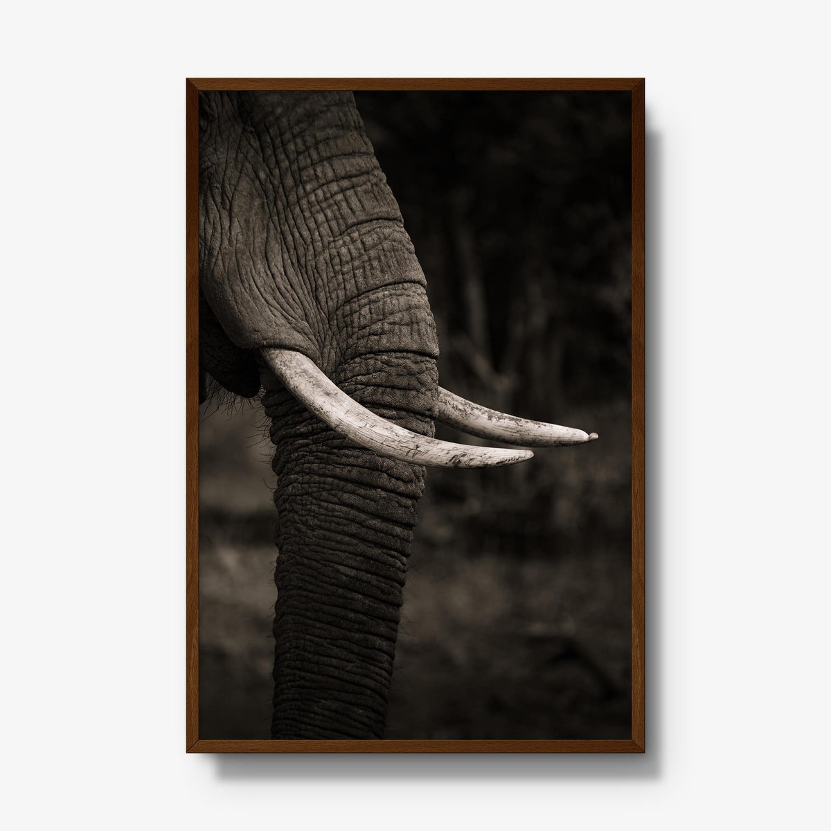 Ivory