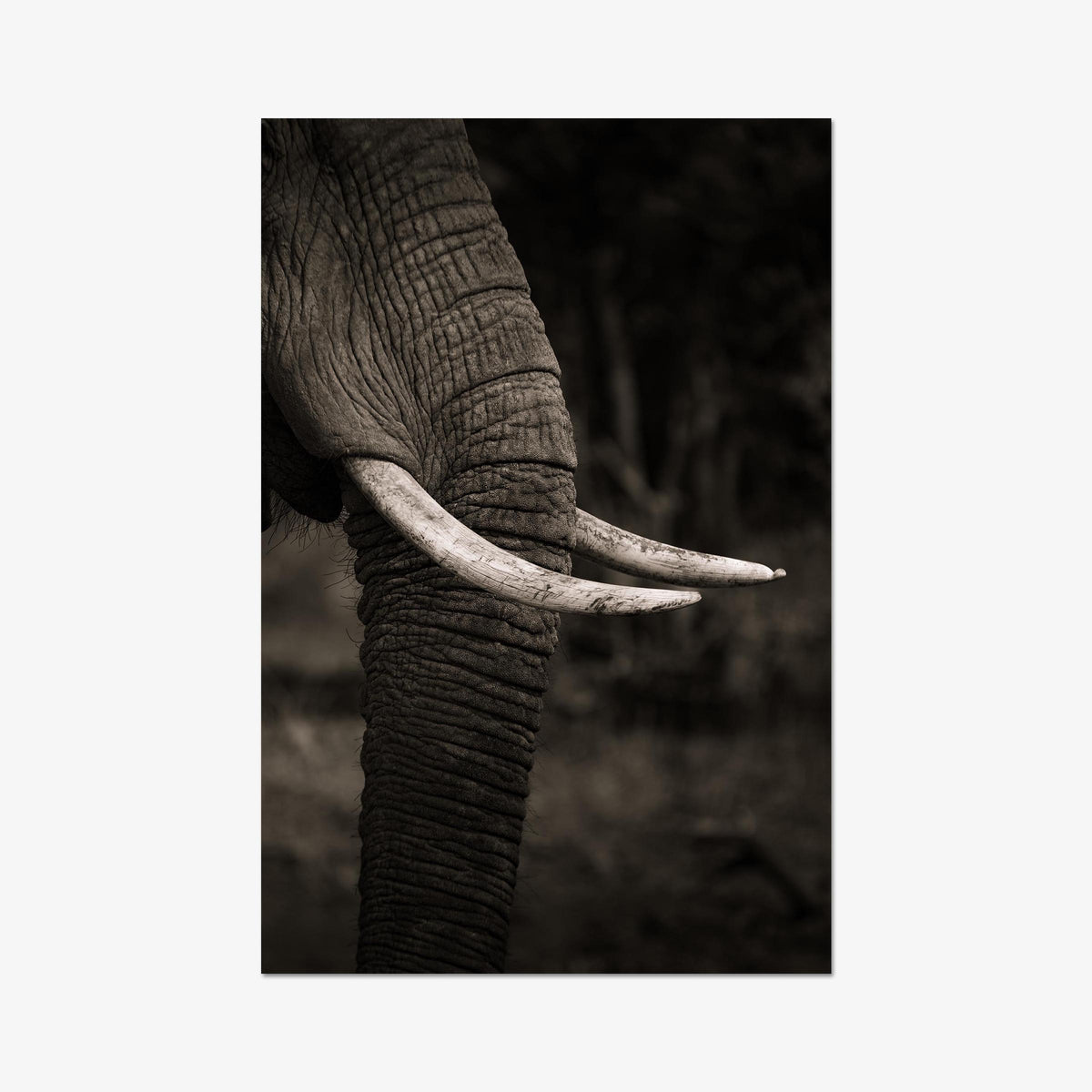 Ivory