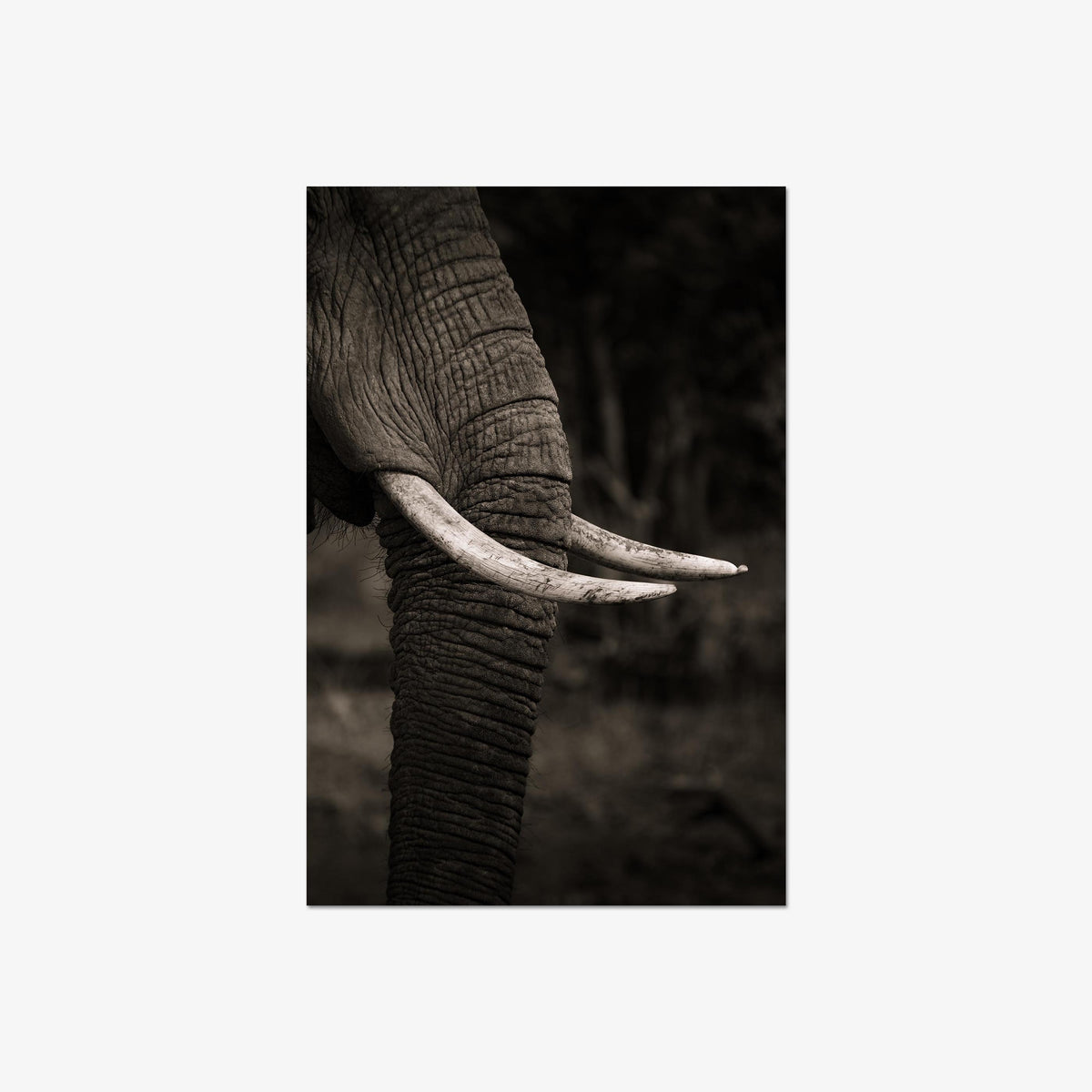 Ivory