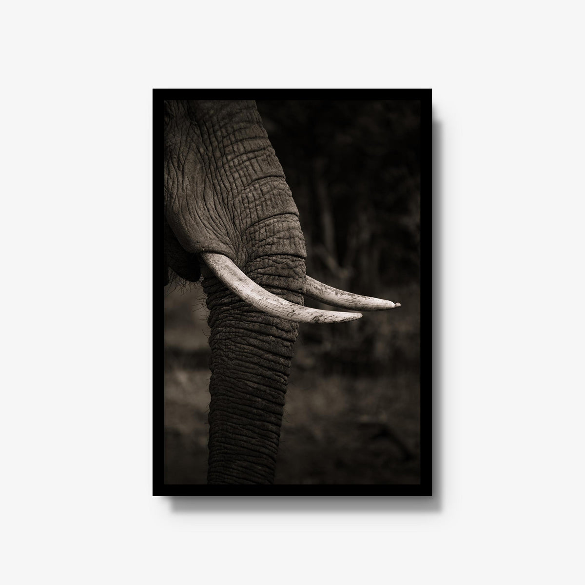 Ivory