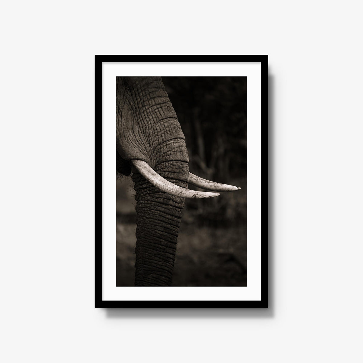 Ivory