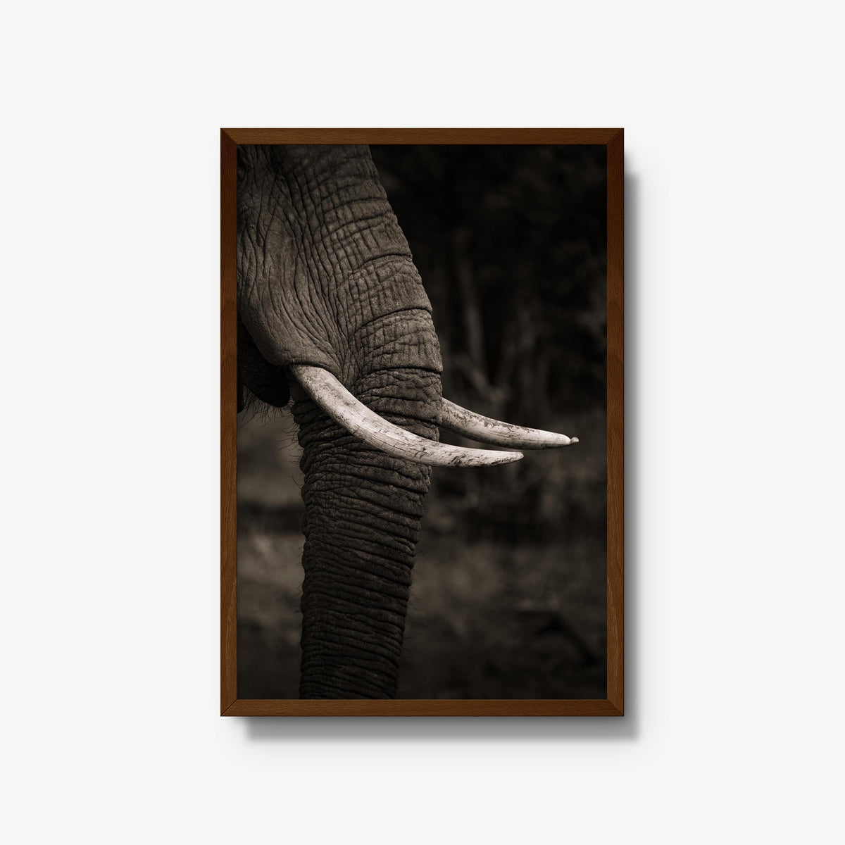 Ivory