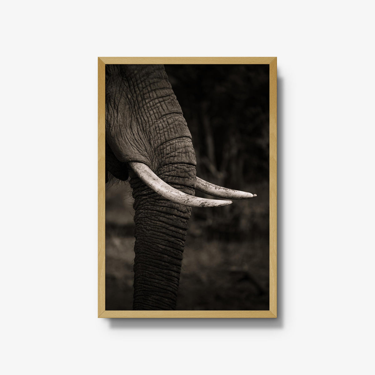 Ivory