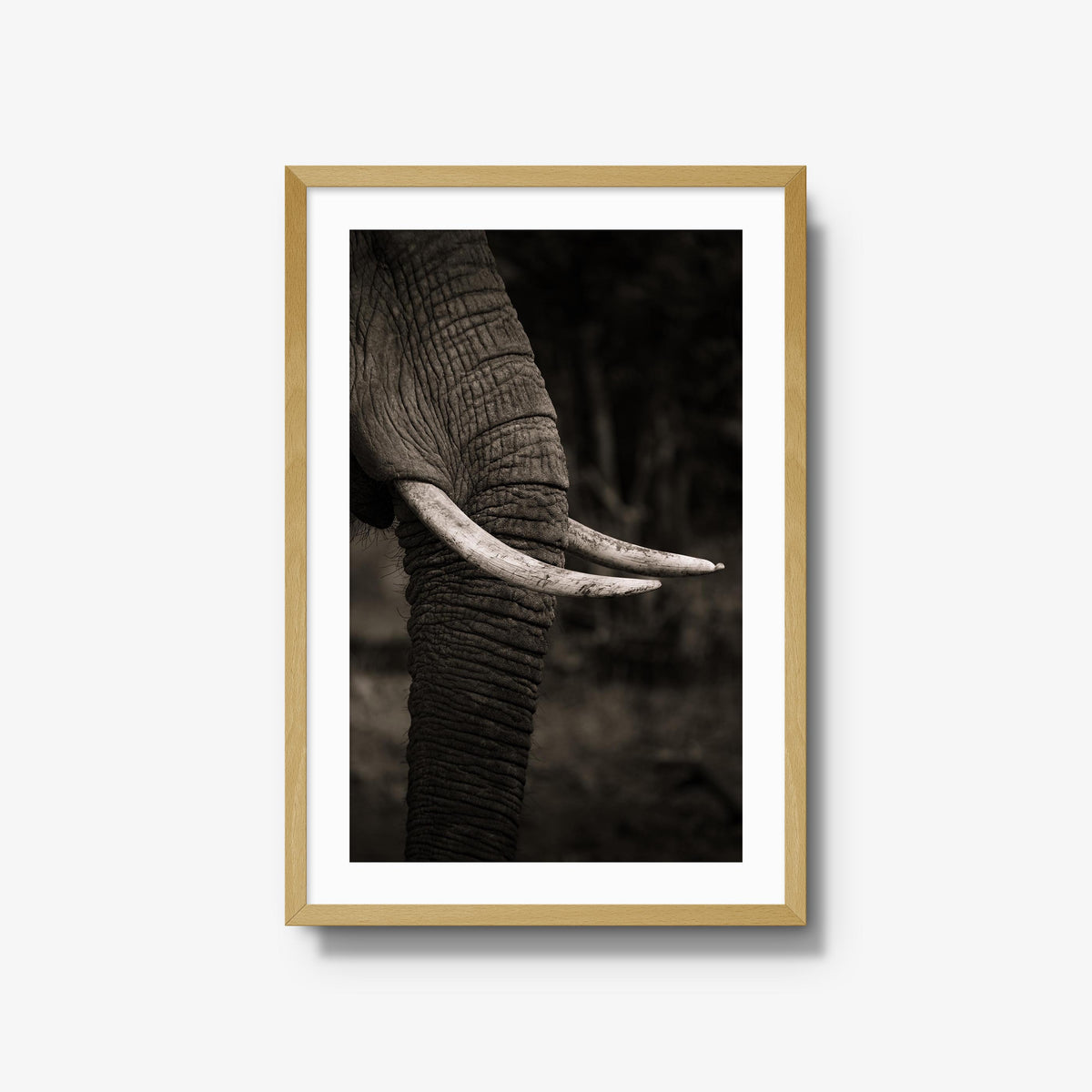 Ivory