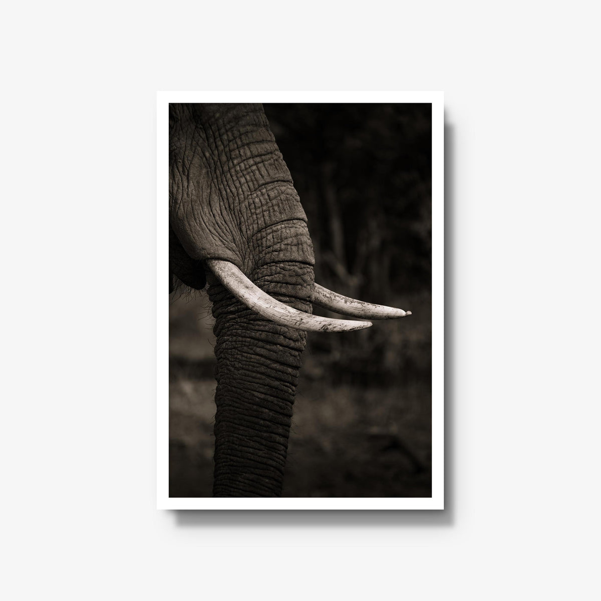 Ivory