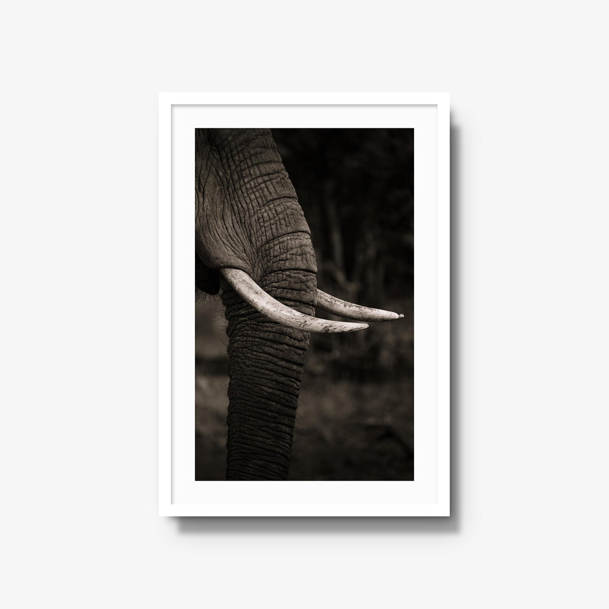 Ivory