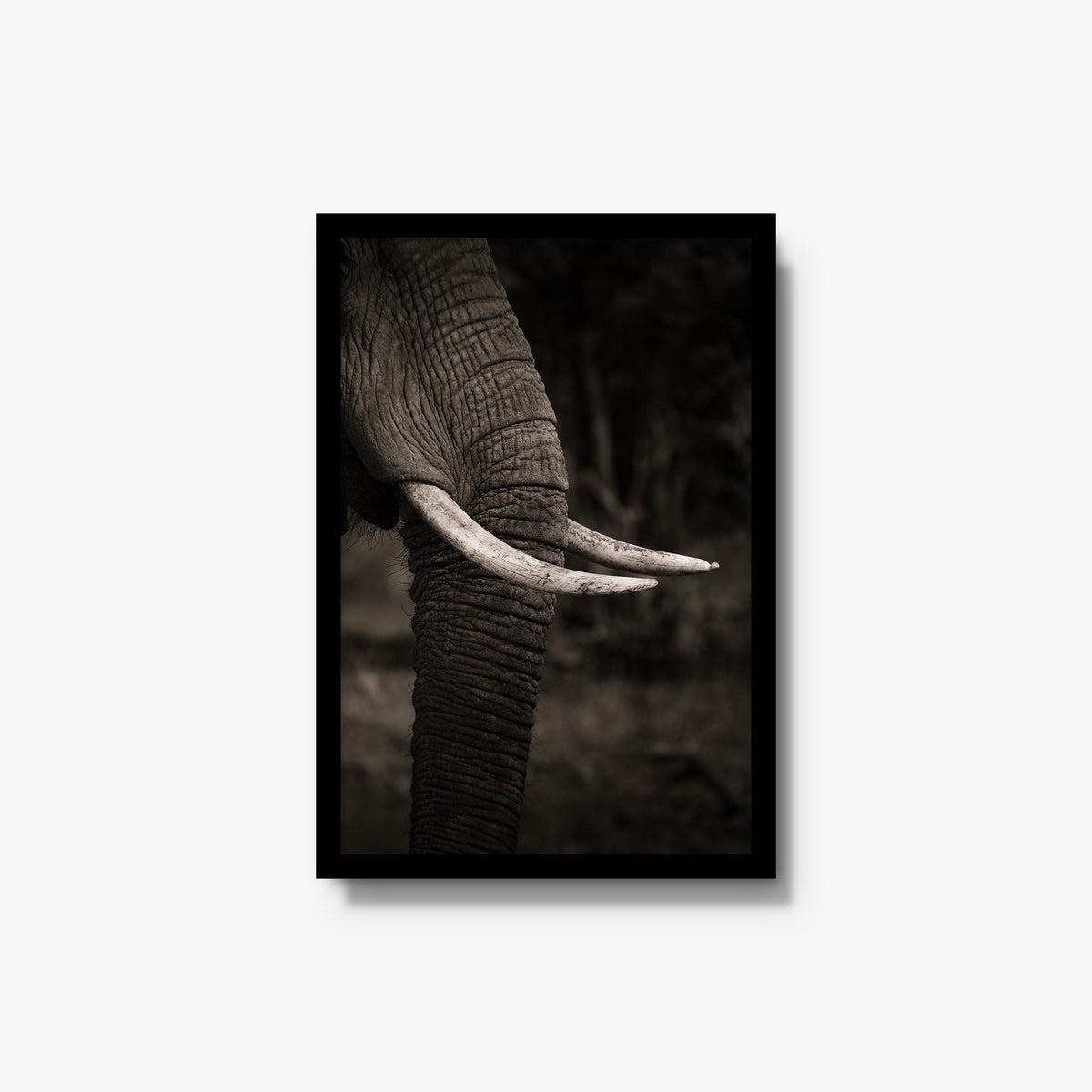 Ivory