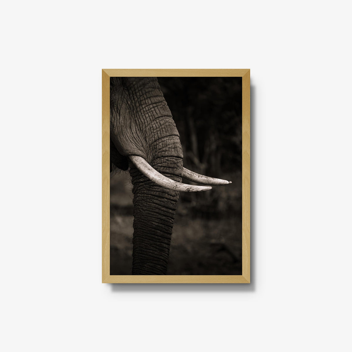 Ivory