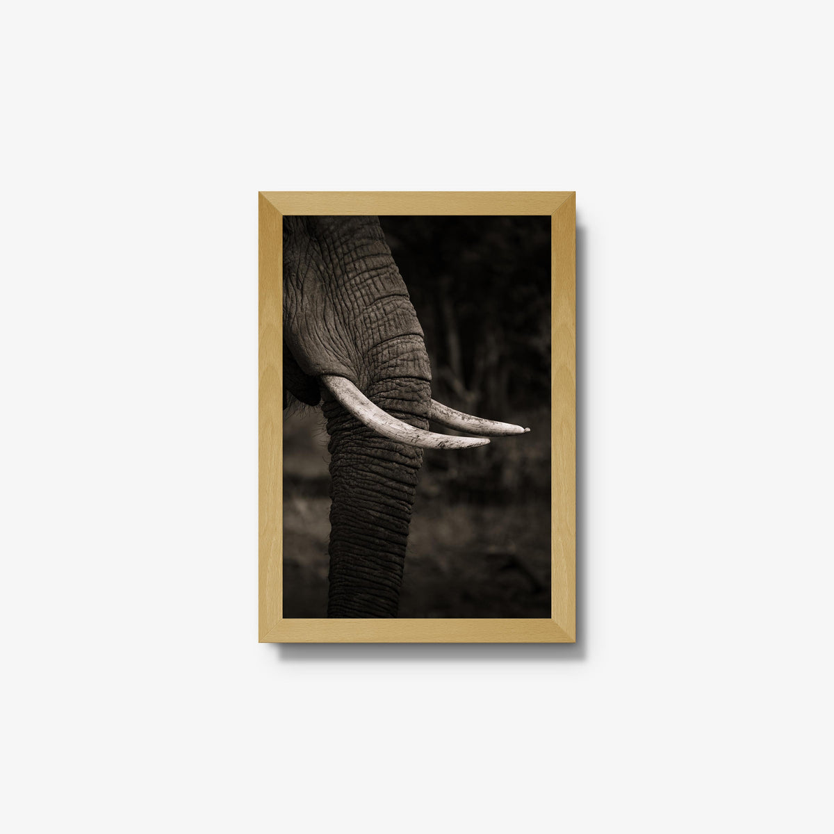 Ivory