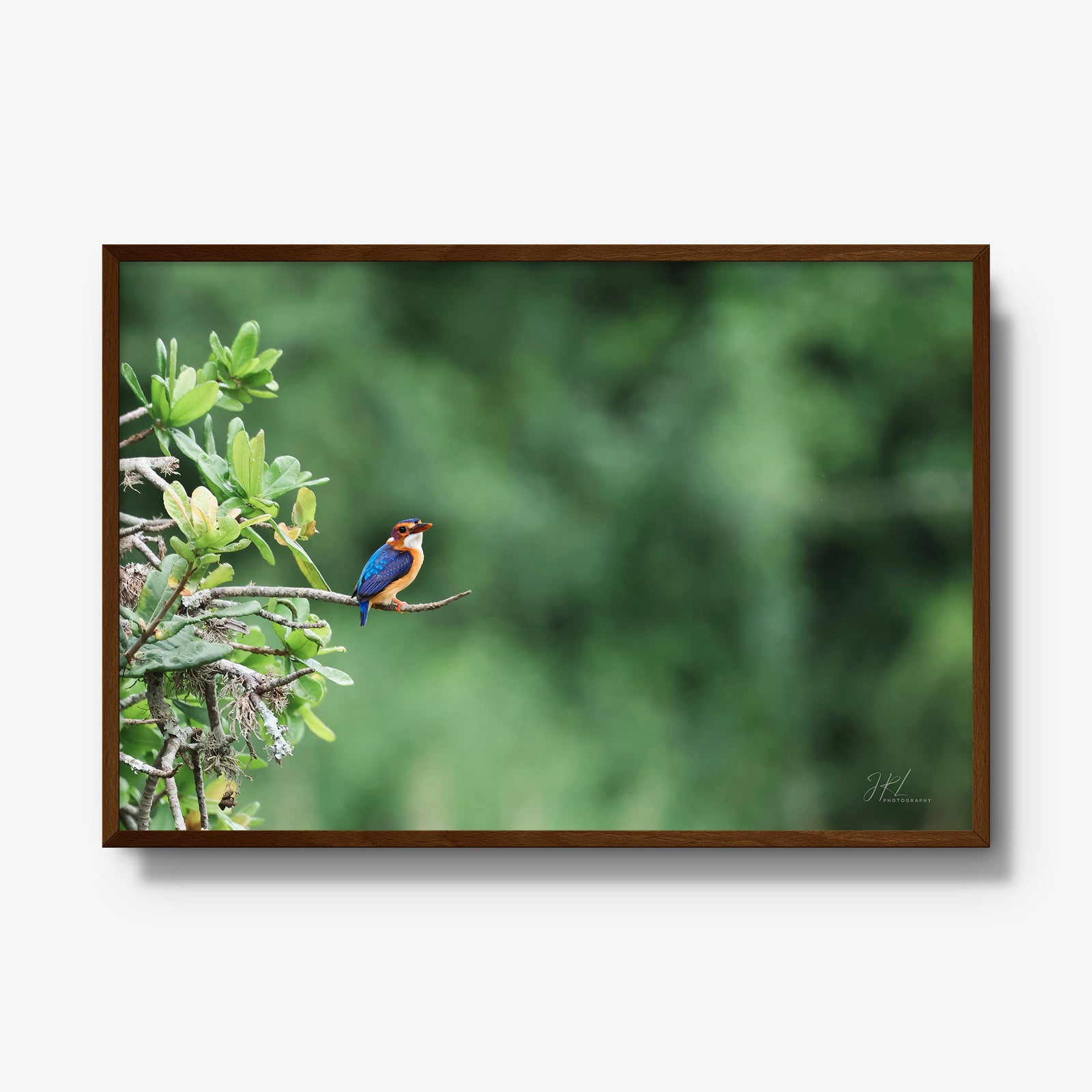 The Kingfisher