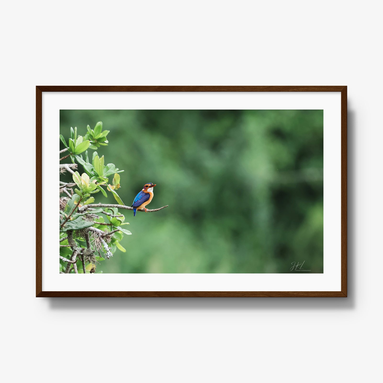 The Kingfisher