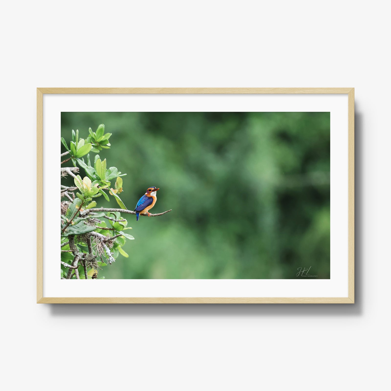 The Kingfisher