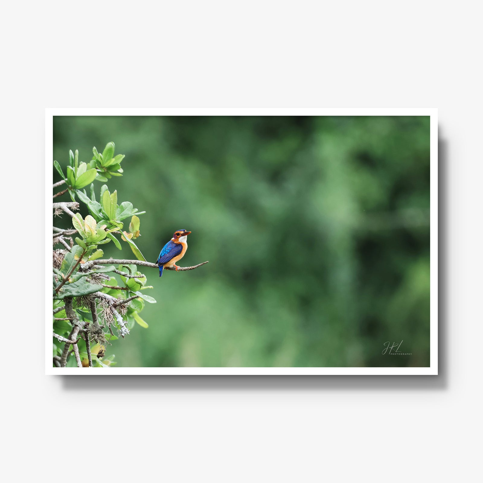 The Kingfisher