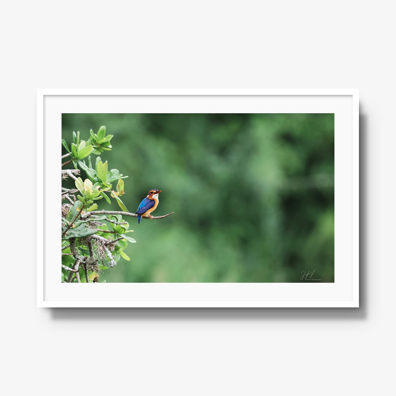 The Kingfisher
