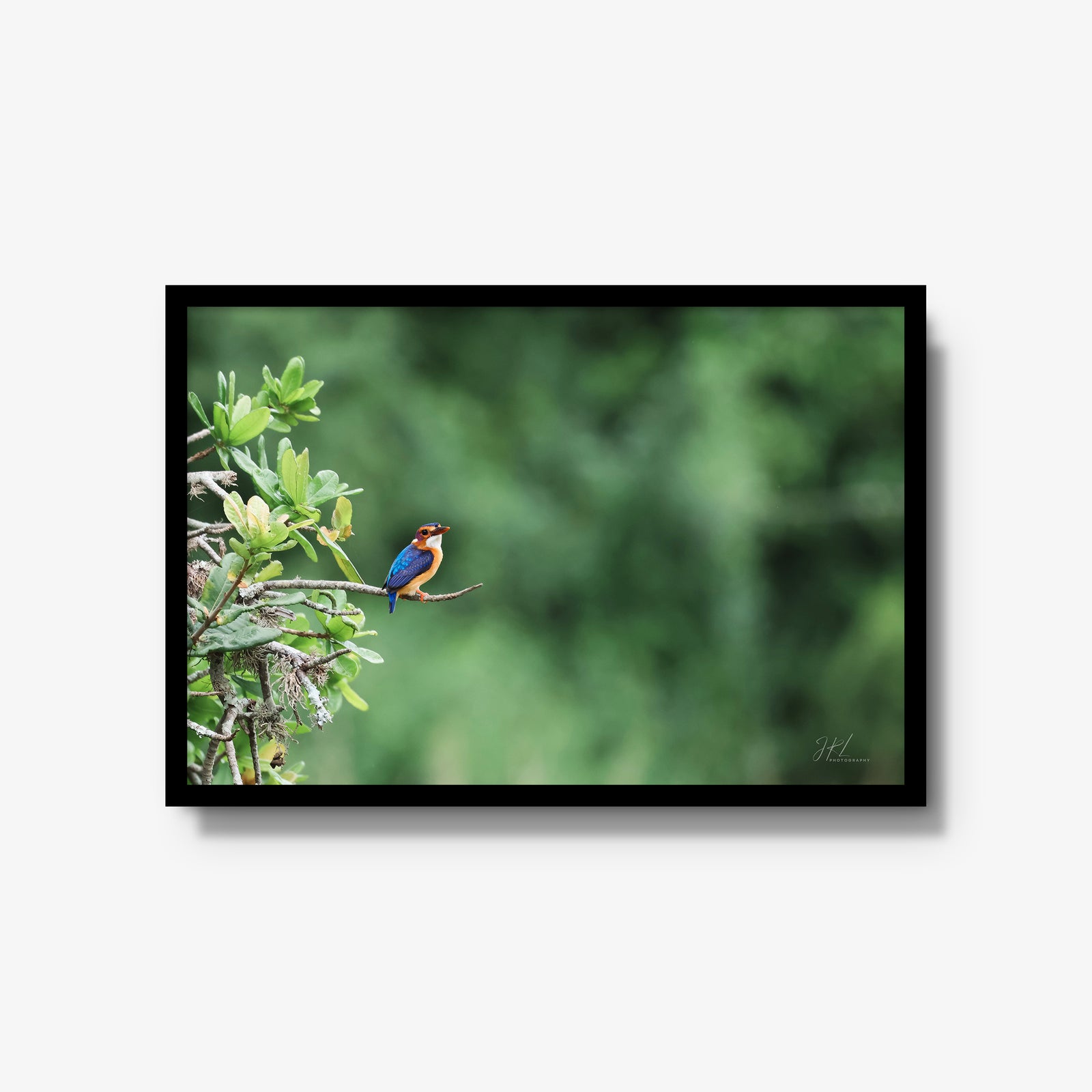 The Kingfisher