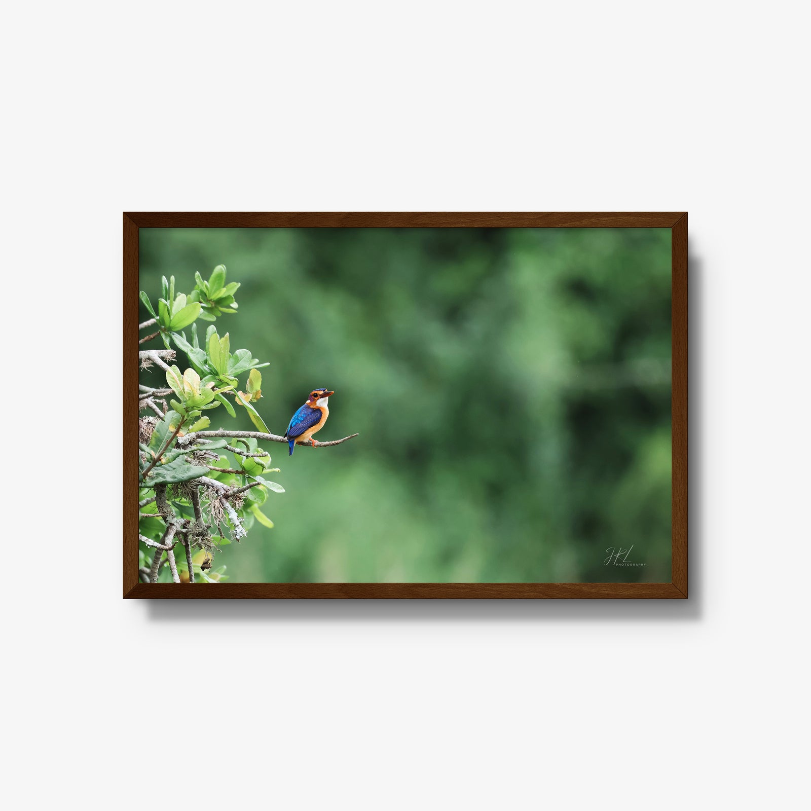 The Kingfisher