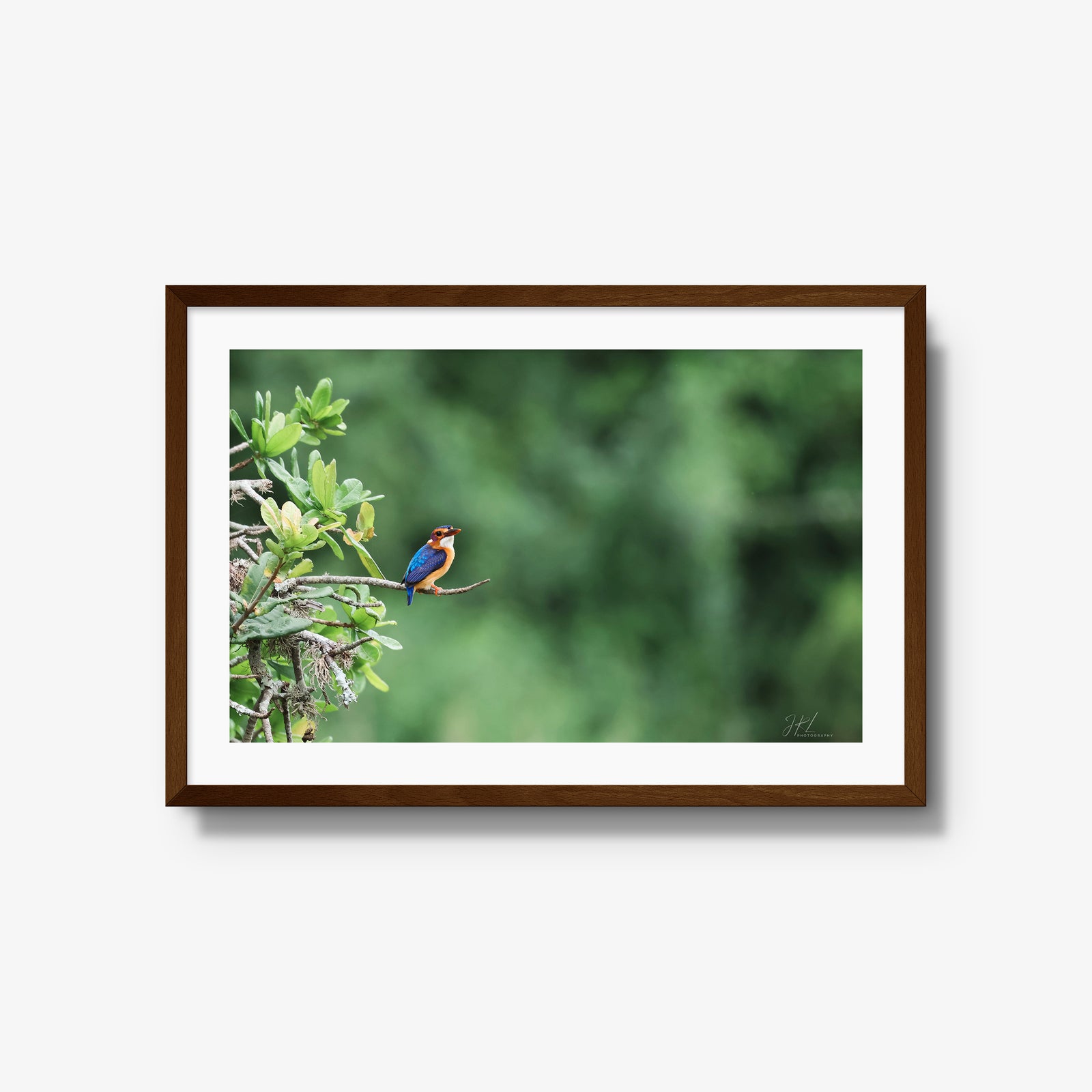 The Kingfisher