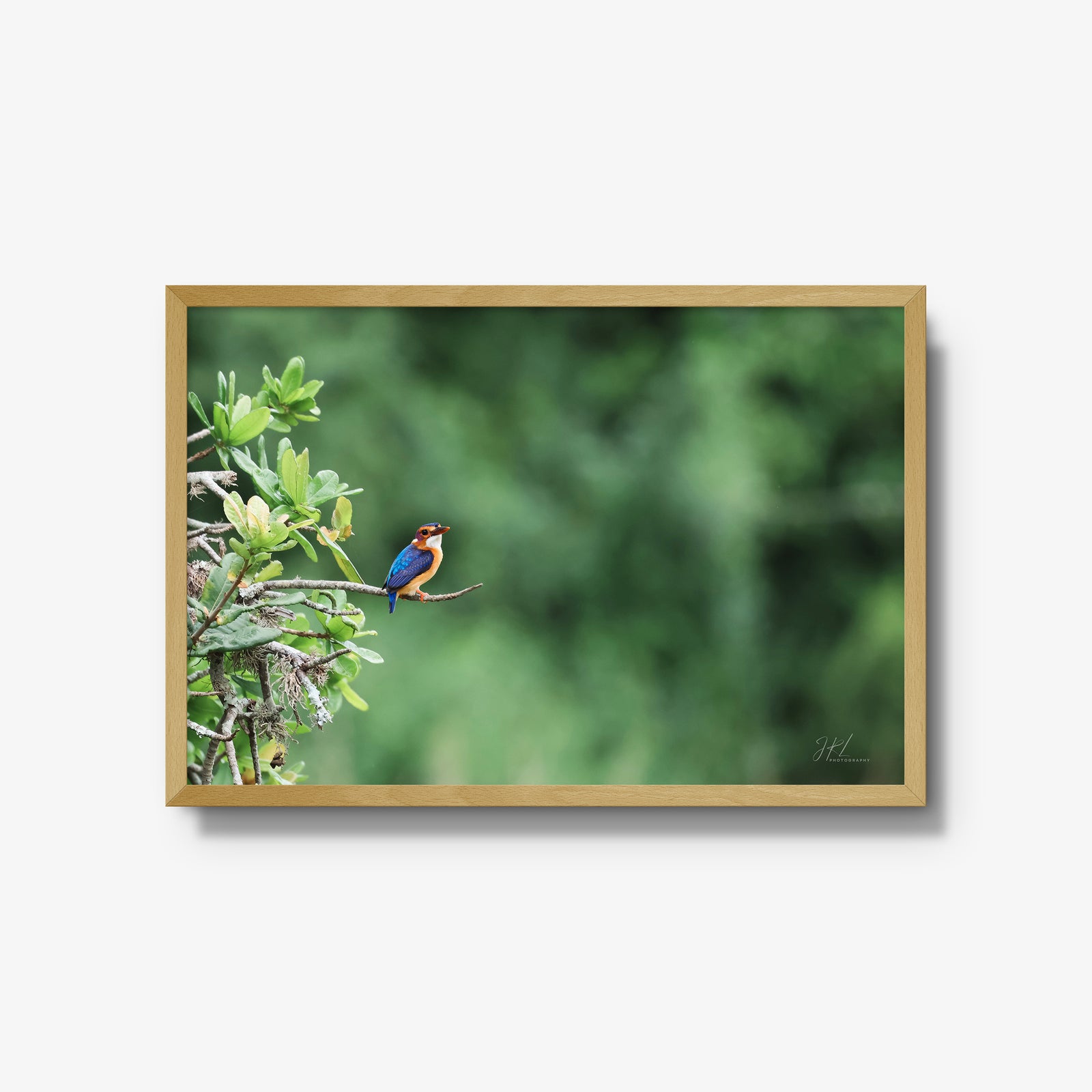 The Kingfisher