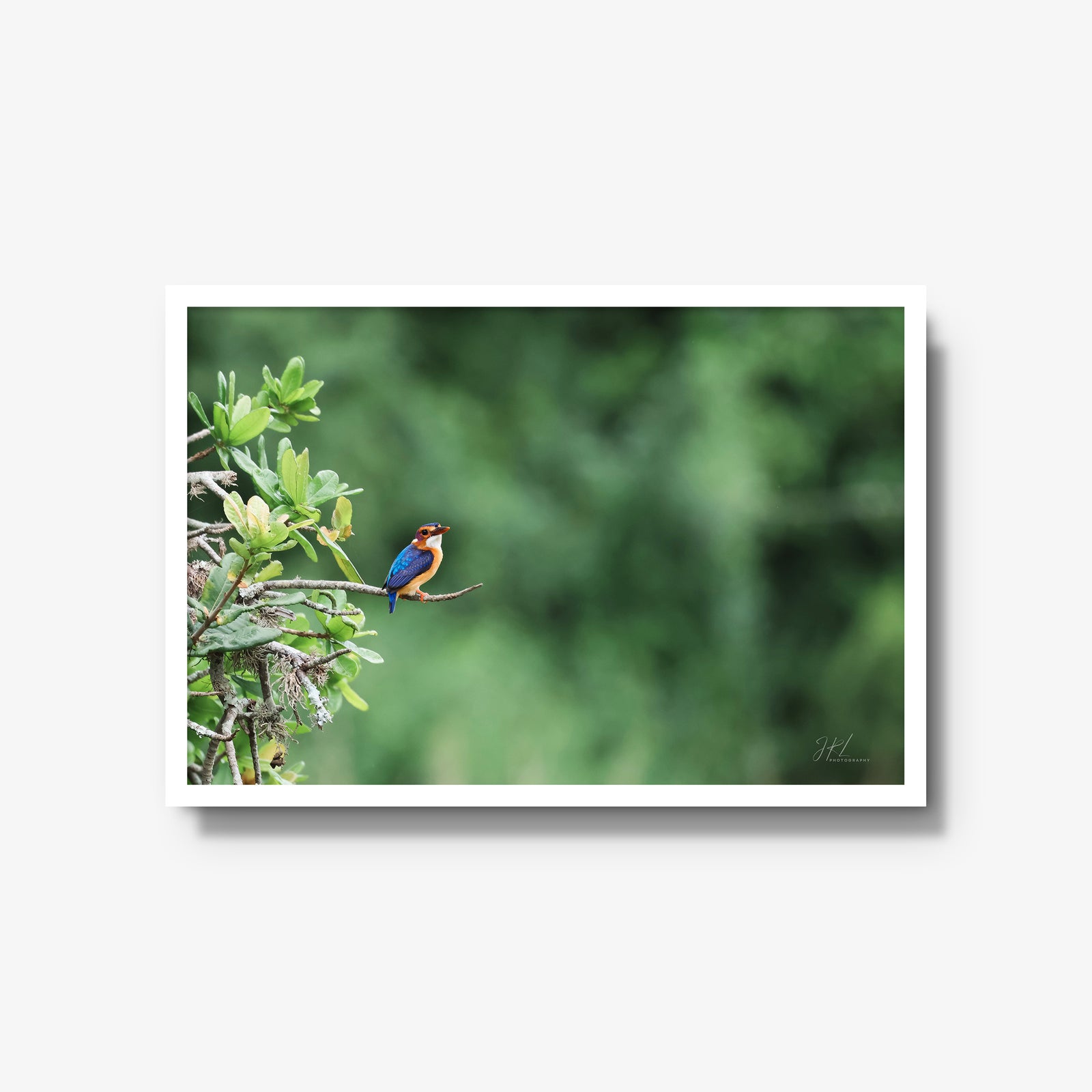 The Kingfisher