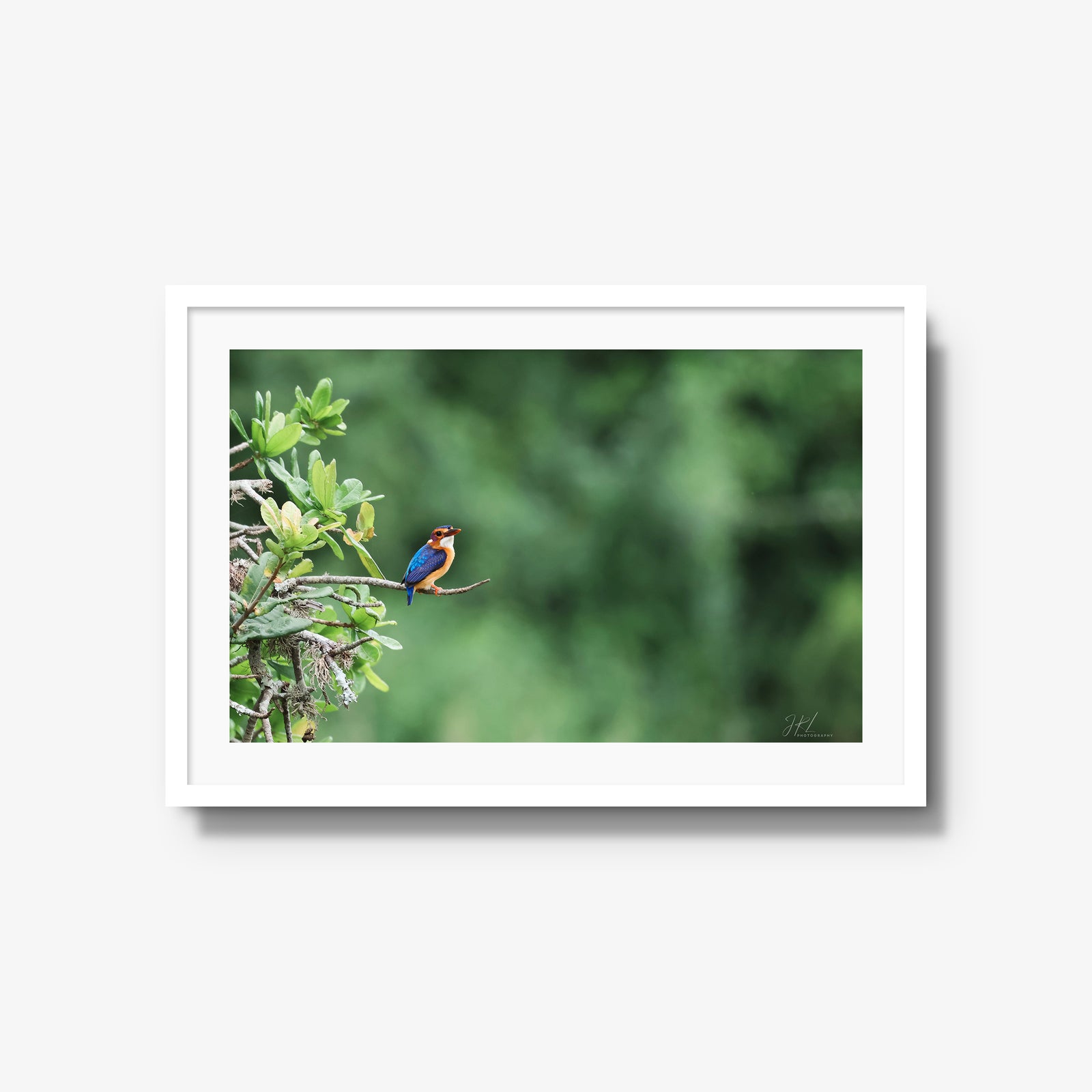 The Kingfisher