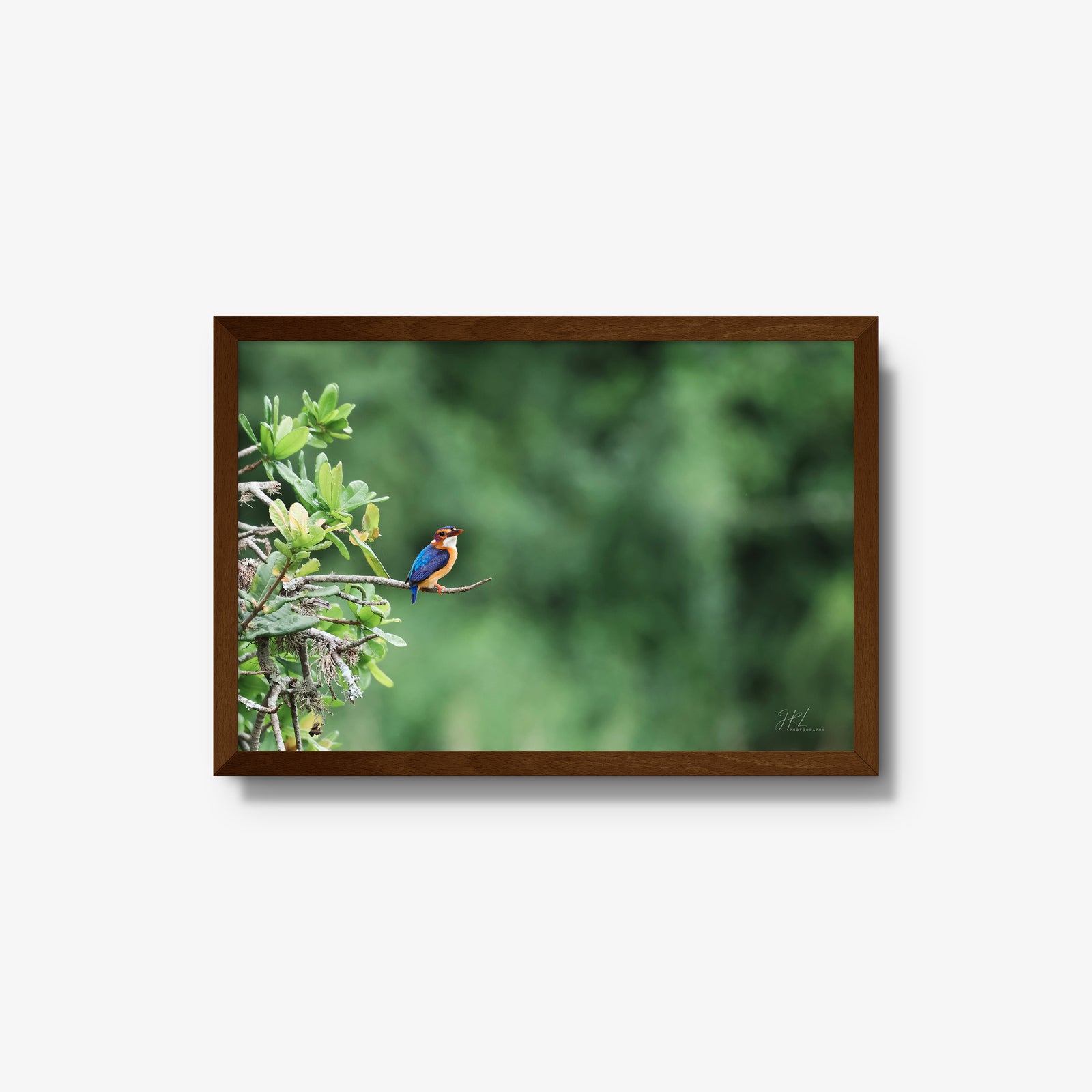 The Kingfisher