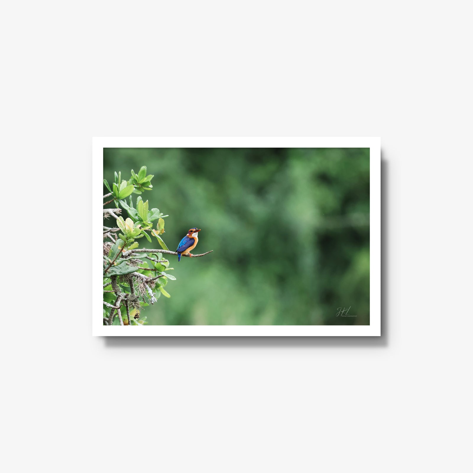 The Kingfisher