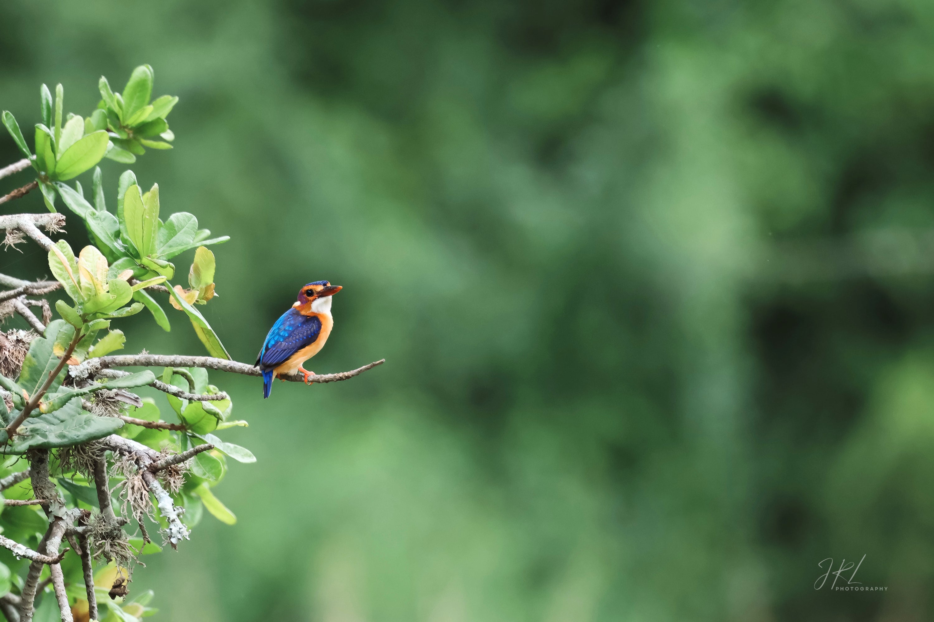 The Kingfisher