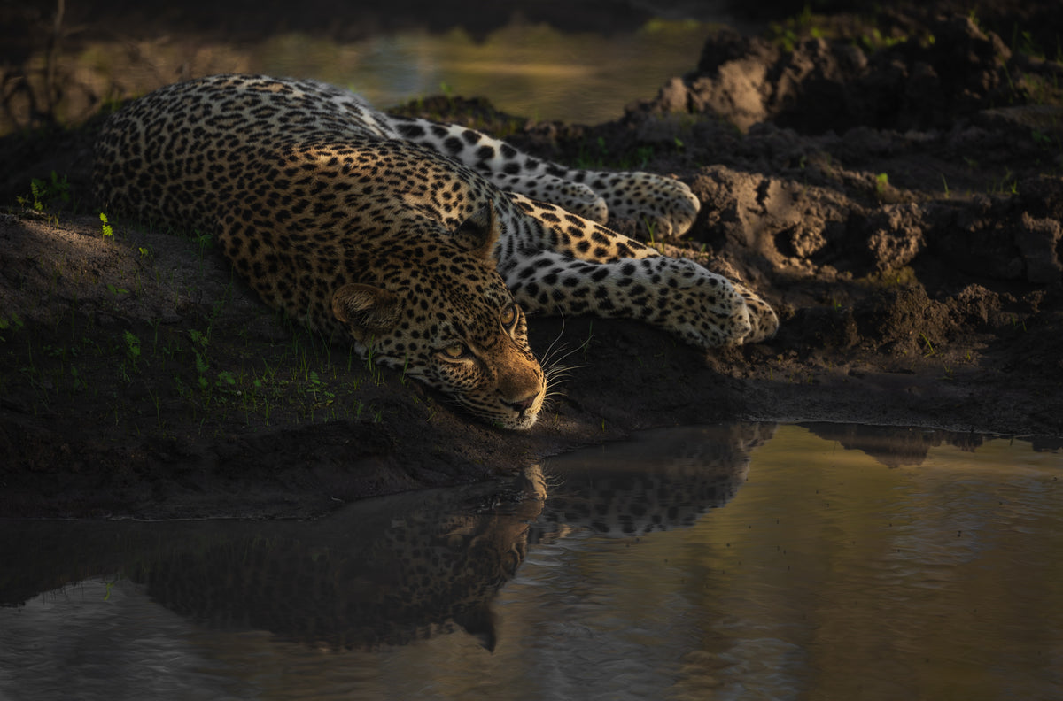 Last light at the waterhole — scroll pan