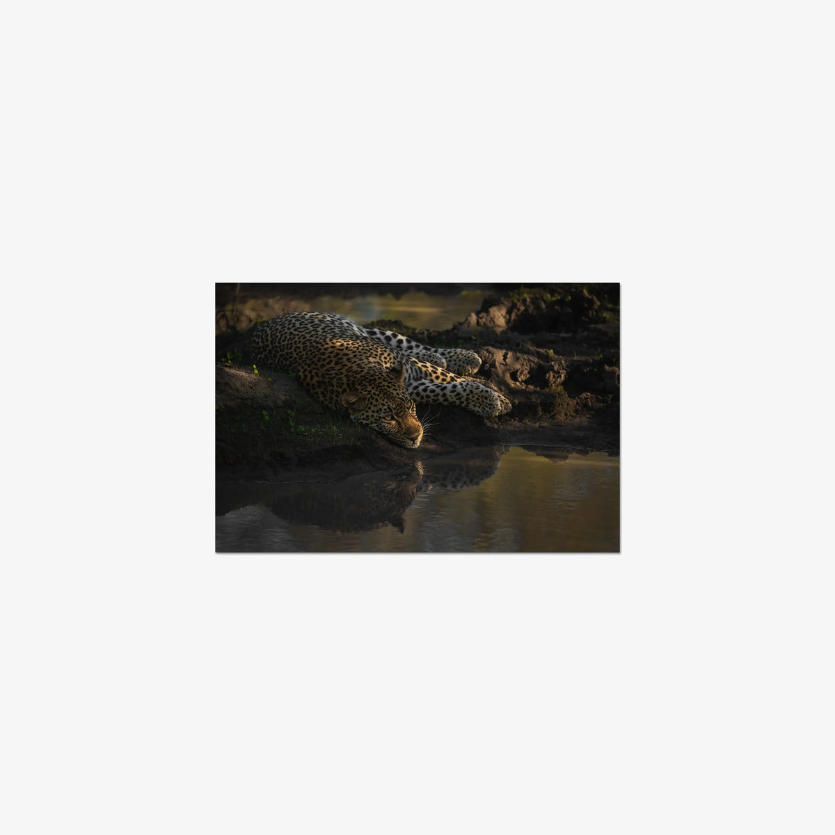 Last light at the waterhole — small / print / n/a