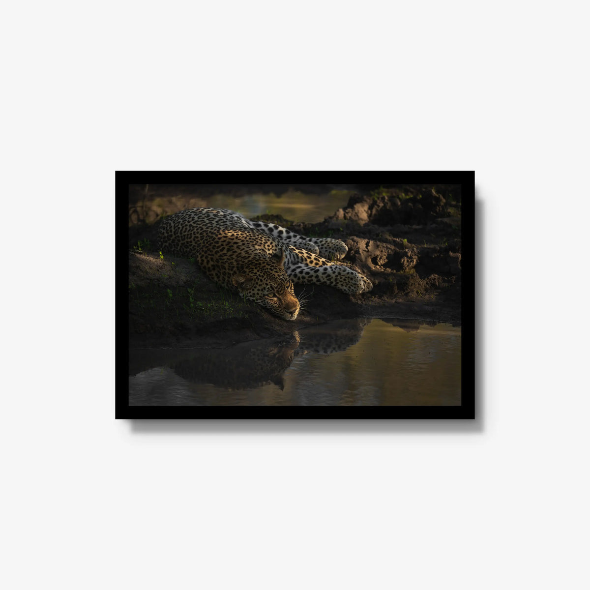 Last light at the waterhole — medium / black / full