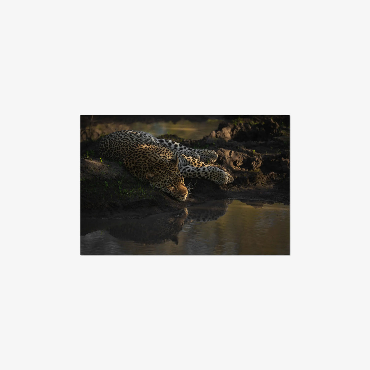 Last light at the waterhole — medium / print / n/a