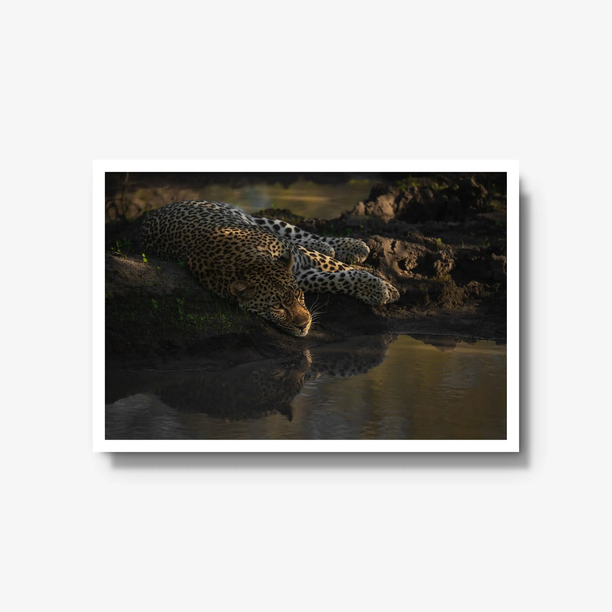 Last light at the waterhole — large / white / full