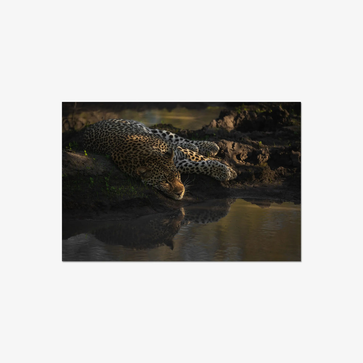 Last light at the waterhole — large / print / n/a