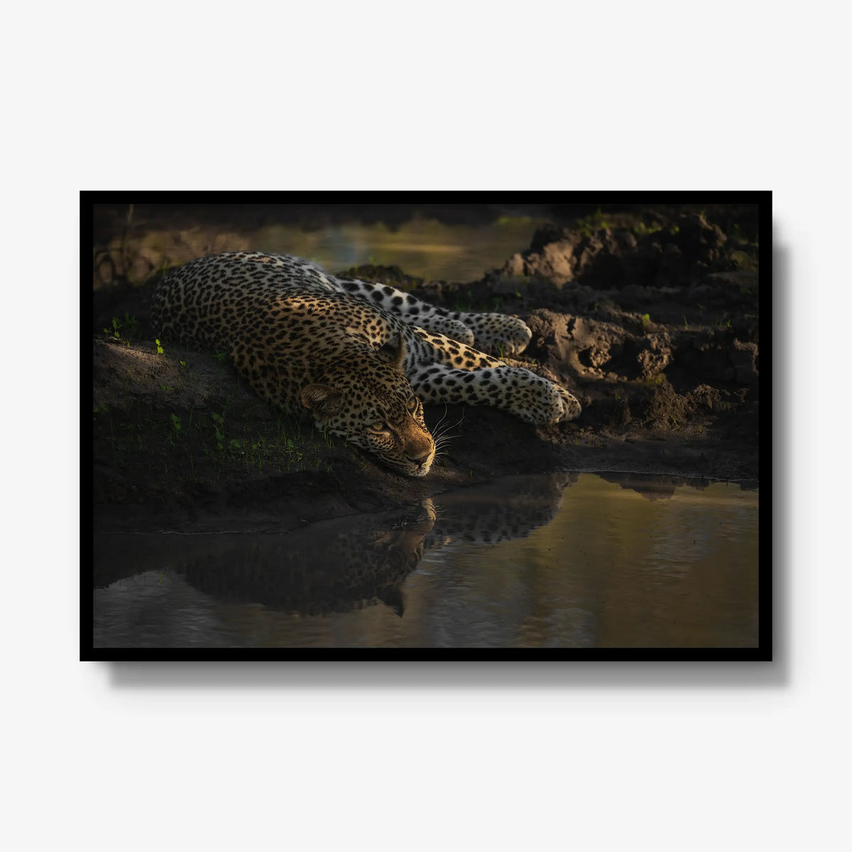 Last light at the waterhole — gallery / black / full