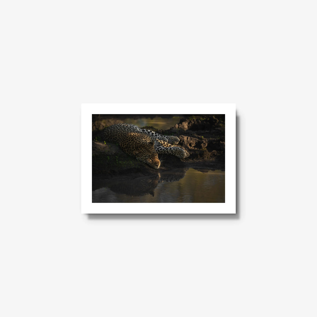 Last light at the waterhole — mini / white / full