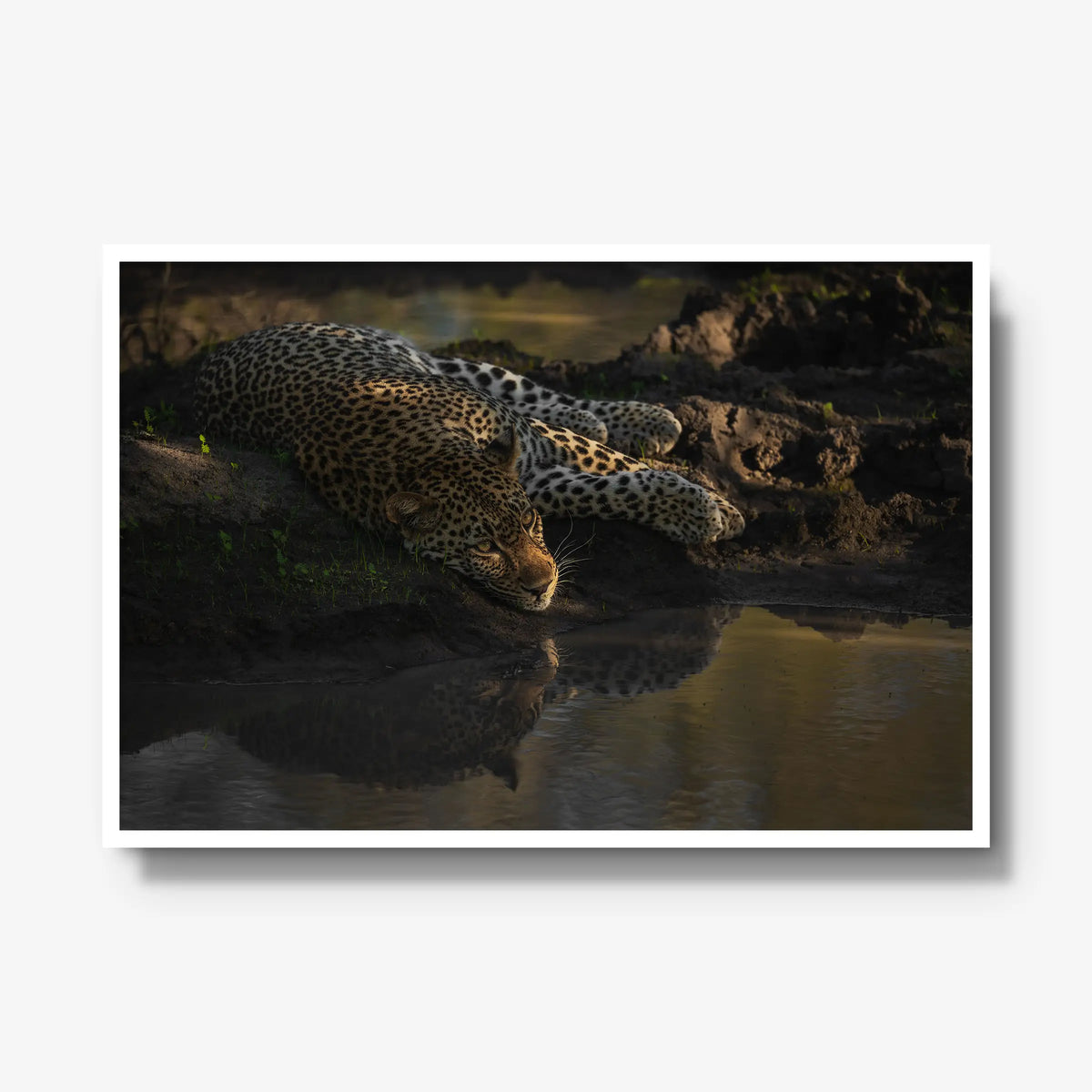 Last light at the waterhole — gallery / white / full
