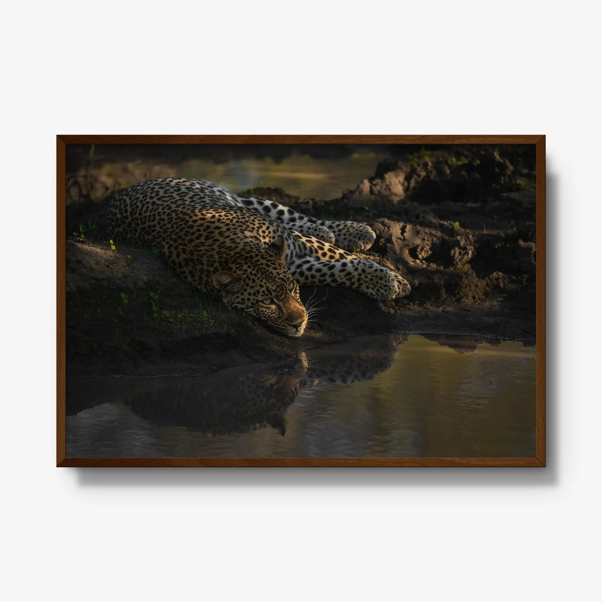 Last light at the waterhole — gallery / brown / full