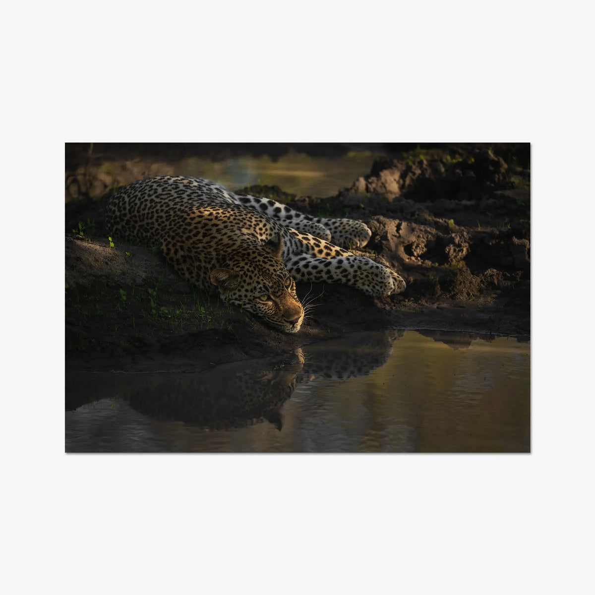 Last light at the waterhole — gallery / print / n/a