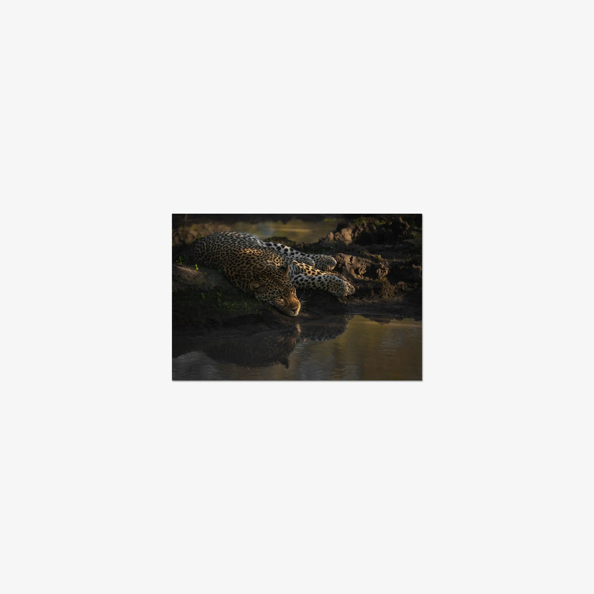Last light at the waterhole — mini / print / n/a