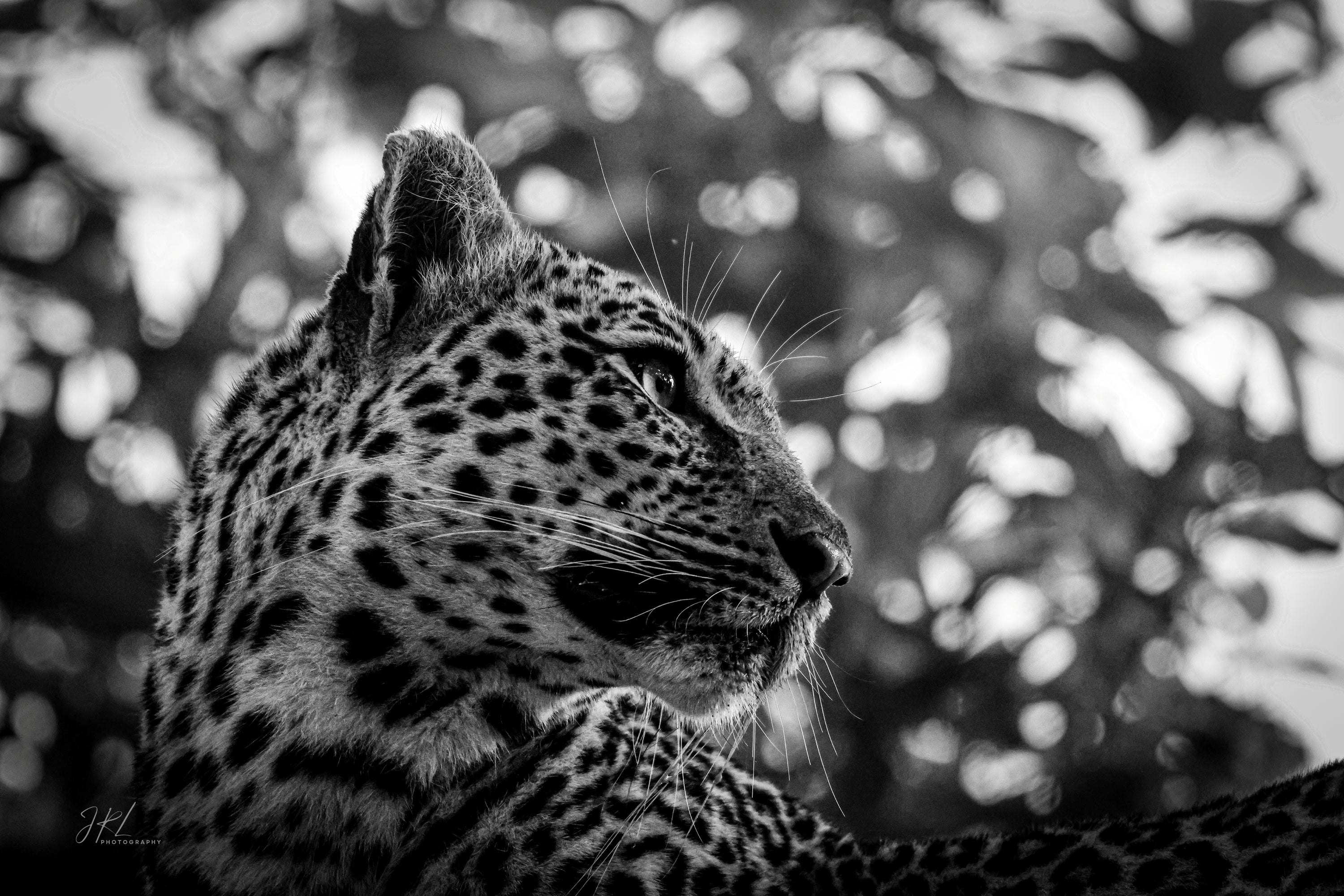 The Observer