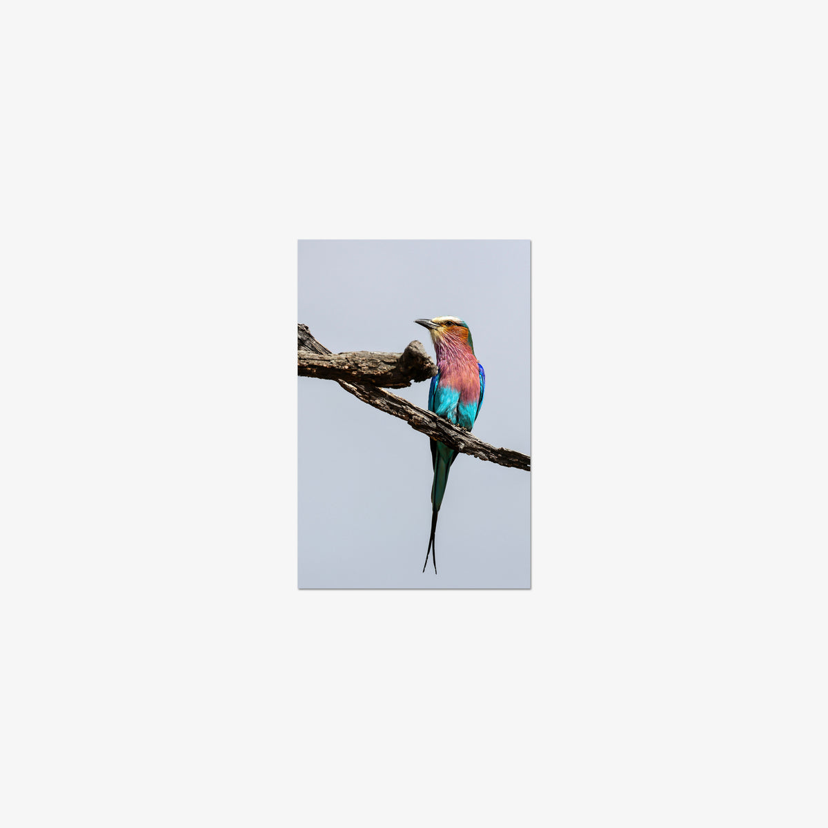Lilac-breasted Roller