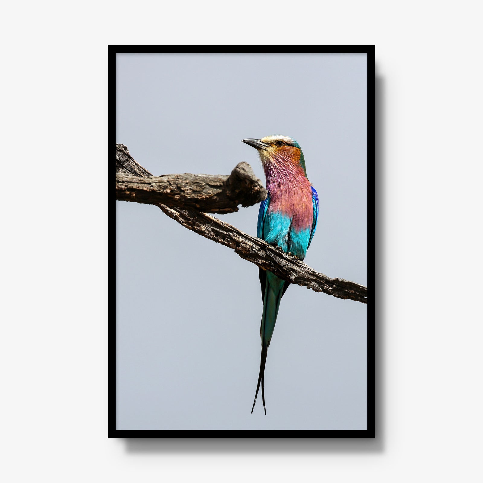 Lilac-breasted Roller