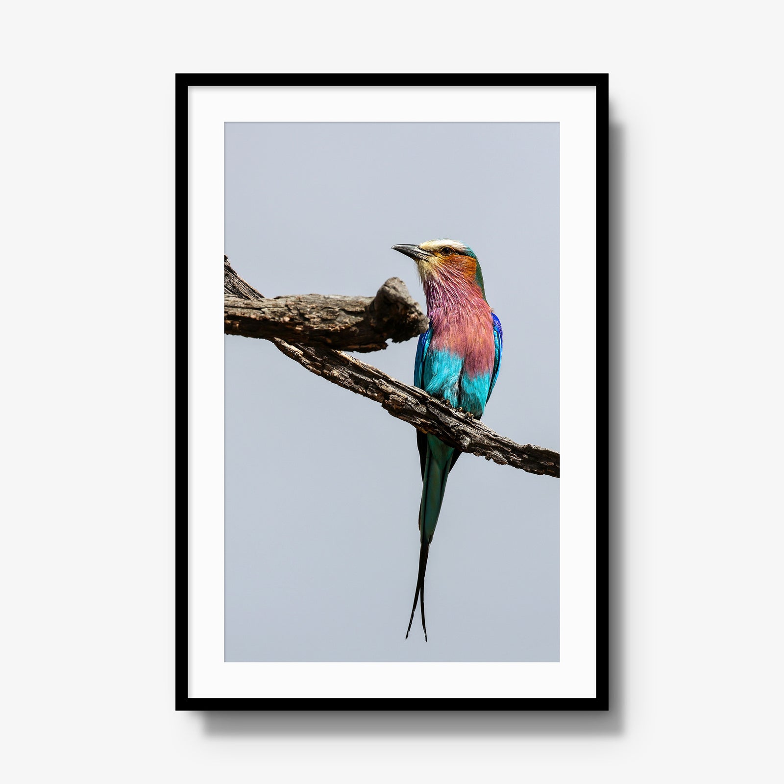 Lilac-breasted Roller